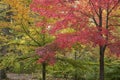 Vivid maple tree in autumn color.