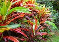 Vivid Multi-color Fire Croton Shrub in the Tropical Garden with Selective Focus