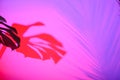 Vivid neon-lit tropical leaf on pink background Royalty Free Stock Photo