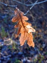 Vivid oak tree leaf in autumn, Lithuania Royalty Free Stock Photo