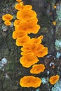 Vivid orange color mushroom on dead timber in the tropical rainforest.