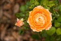Vivid orange color rose flower blossom with small bud