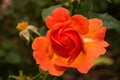 Vivid orange color rose flower blossom Royalty Free Stock Photo