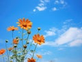 Vivid Orange Flowers Against the Blue Sky: Capturing the Essence of Nature