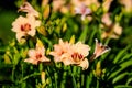 Vivid orange flowers of Hemerocallis Lilium or Lily plant in a British cottage style garden in a sunny summer day, beautiful Royalty Free Stock Photo