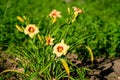 Vivid orange flowers of Hemerocallis Lilium or Lily plant in a British cottage style garden in a sunny summer day, beautiful Royalty Free Stock Photo