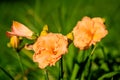 Vivid orange flowers of Hemerocallis Lilium or Lily plant in a British cottage style garden in a sunny summer day, beautiful Royalty Free Stock Photo