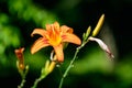 Vivid orange flowers of Lilium or Lily plant in a British cottage style garden in a sunny summer day, beautiful outdoor floral Royalty Free Stock Photo