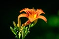 Vivid orange flowers of Lilium or Lily plant in a British cottage style garden in a sunny summer day, beautiful outdoor floral Royalty Free Stock Photo
