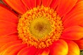 Vivid orange gerbera daisy in a bouquet Royalty Free Stock Photo