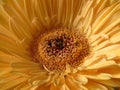 Vivid orange gerbera daisy flower the African daisy bloom closeup view. Stamens. Royalty Free Stock Photo