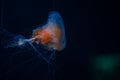 Vivid orange jellyfish with a ghostly glow and extended tentacles, floats in the deep blue sea. Orange Jellyfish with