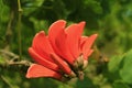 Orange Red Flower of Coast Coral Tree on Easter Island of Chile, South America Royalty Free Stock Photo