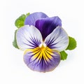 Vivid Pansy Flower: Zeiss Milvus 25mm F14 Ze Inspired Isolated Floral
