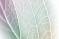 Vivid pastel color leaf soft and blur texture Royalty Free Stock Photo