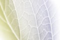 Vivid pastel color leaf soft and blur texture Royalty Free Stock Photo