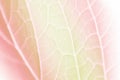 Vivid pastel color leaf soft and blur texture Royalty Free Stock Photo