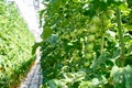 Green Tomatoes in Icelandic Greenhouse Plantation: Sustainable Farming Practices Royalty Free Stock Photo