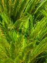 Close up of palm leaves.