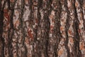 Vivid pine bark background, close-up. Natural texture pine skin. Relief texture of tree trunk for publication Royalty Free Stock Photo