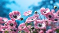 Pink anemone flowers on blue sky background, close-up Royalty Free Stock Photo