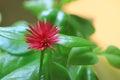 Vivid Pink Blooming Baby Sun Rose Flower Amongst Vibrant Green Leaves Royalty Free Stock Photo