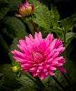 Vivid Pink Dahlia Flower Blooming in Garden