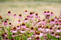 Vivid vivid pink delicate echinacea flowers in soft focus in a garden in a sunny summer day Royalty Free Stock Photo