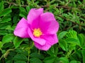 Vivid Pink Dog-Rose - Rosa Canina