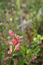 Vivid pink fall leaves on green blured background. Autumn forest. Colorful background with pink leaves on branch. Bright