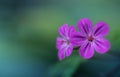 Vivid pink flowers macro on green blurred background Royalty Free Stock Photo
