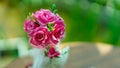 Vivid Pink Flowers In Vase Royalty Free Stock Photo
