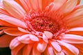 Vivid pink full bloomed Transvaal daisy