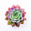 Vivid Pink And Green Succulent Plant On White Background