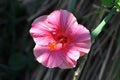 Vivid Pink Hibiscus Flower in Full bloom Royalty Free Stock Photo