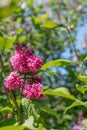 Vivid pink lilac flowers blooming on lilac shrubs in botanical park on sunny day in blue sky background Royalty Free Stock Photo