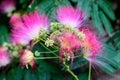 Vivid pink mimosa pudica flowers and green leaves in a garden in a sunny summer day, beautiful outdoor floral background Royalty Free Stock Photo