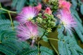 Vivid pink mimosa pudica flowers and green leaves in a garden in a sunny summer day, beautiful outdoor floral background Royalty Free Stock Photo