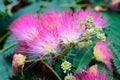 Vivid pink mimosa pudica flowers and green leaves in a garden in a sunny summer day, beautiful outdoor floral background Royalty Free Stock Photo