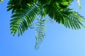 Vivid pink mimosa pudica flowers and green leaves in a garden in a sunny summer day, beautiful outdoor floral background Royalty Free Stock Photo