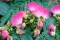 Vivid pink mimosa pudica flowers and green leaves in a garden in a sunny summer day, beautiful outdoor floral background Royalty Free Stock Photo