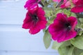 Vivid pink petunia flowers on blue background