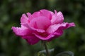 Vivid Pink Rose