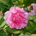 Vivid pink rose flower on green leaves background Royalty Free Stock Photo