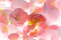 Vivid pink rose flower petals background