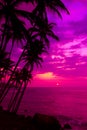 Pink sunset on tropical beach with coconut palm trees silhouettes Royalty Free Stock Photo