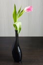 Vivid pink tulip in the vase Royalty Free Stock Photo