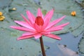Vivid Pink Water Lily Flower Blooming in the Pond Royalty Free Stock Photo