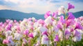 Vivid Pink And White Sweet Pea Flowers In A Zen-inspired Landscape Royalty Free Stock Photo