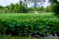 Pink and white water lily flowers (Nymphaeaceae) in full bloom and green leaves on a water surface in a summer garden, Royalty Free Stock Photo